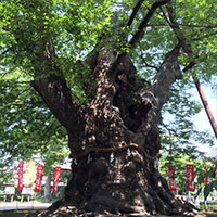 鈴木蘭々の開運旅行術