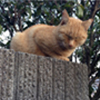 猫背