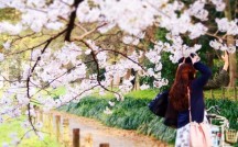 DA PUMP、嵐…「桜ソング」に学ぶ、恋人への想いが伝わるLINEのフレーズ6選