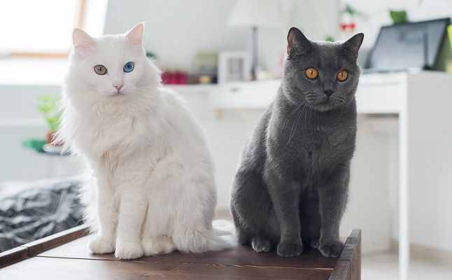「白猫」はモテ期到来のサイン！「黒猫」は？猫にまつわる夢占い5つ