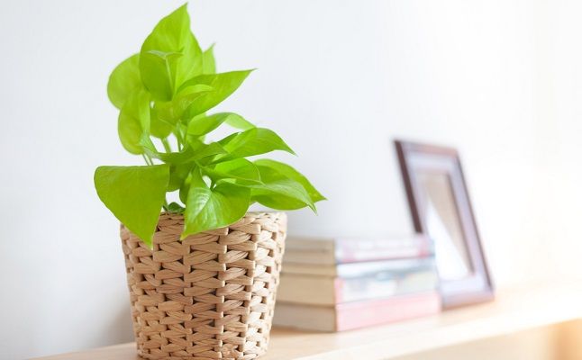 アレを育てたらリアルに彼氏ができた！恋愛運が劇的アップする植物栽培のススメ
