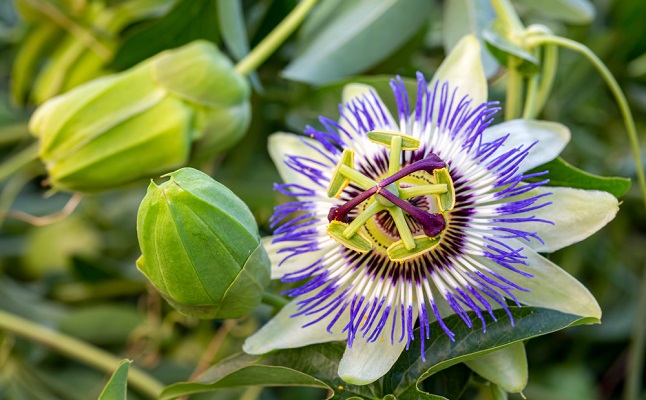 手放したくない彼女 に 彼からもっと愛される秘訣を占う ハーブ占い 恋愛 占いのココロニプロロ