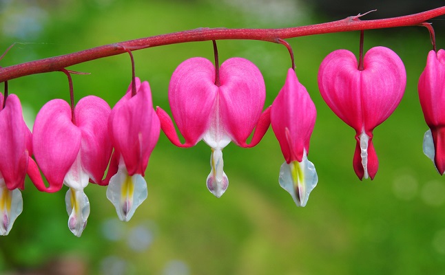 選んだ花であなたと相性のいい男性がわかる 隠れた恋愛傾向も 花占い 恋愛 占いのココロニプロロ